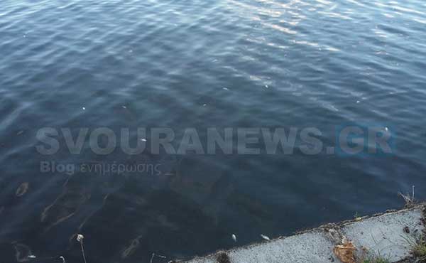 Νεκρά ψάρια στη λίμνη της Καστοριάς (Φώτο)