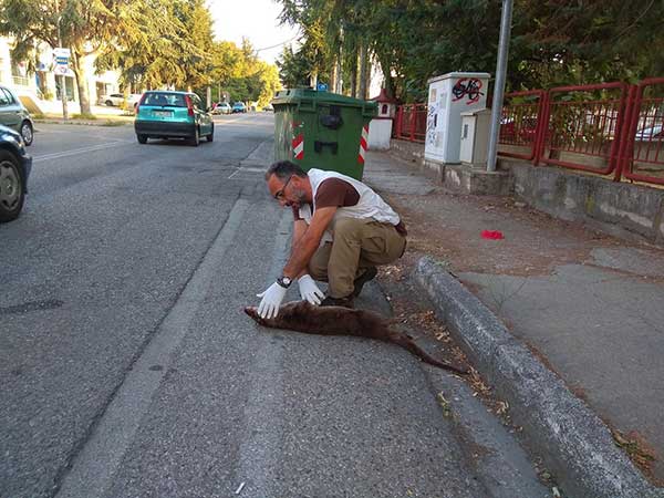 Νεκρή βίδρα σε τροχαίο στην Καστοριά