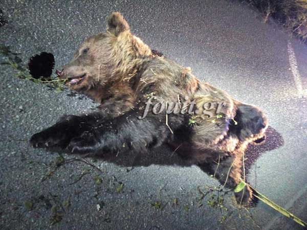 Καστοριά: Σοβαρό τροχαίο με αρκούδα 400 κιλών – Στο νοσοκομείο ο οδηγός, νεκρό το ζώο (φωτογραφίες)