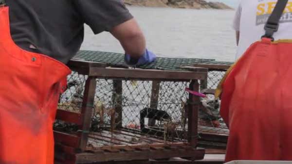 Απαγόρευση αλιείας της καραβίδας στα εσωτερικά ύδατα της ΠΕ Κοζάνης