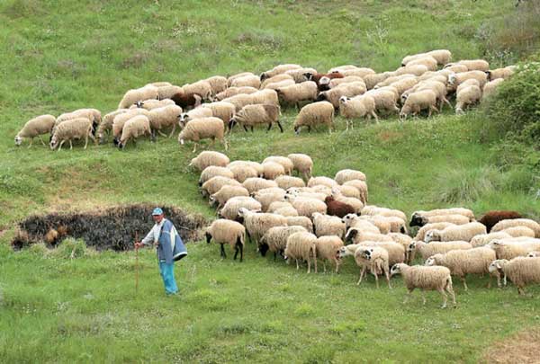 Η Επιτροπή Αγώνα Αγροτών-Κτηνοτρόφων Κοζάνης -Σερβίων -Βελβεντού για άμεσα μέτρα στήριξης από τον κορονοϊό