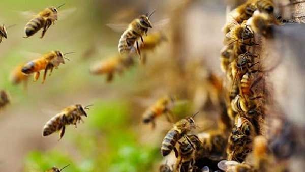 Για όσο υπάρχουν μέλισσες…