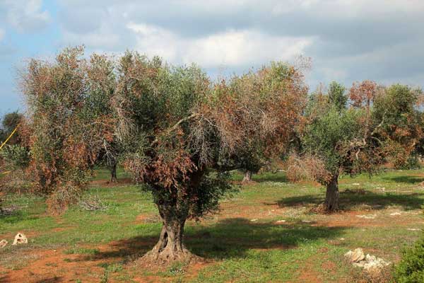 Ενημέρωση της Αγροτικής Οικονομίας και Κτηνιατρικής Π.Ε. Κοζάνης για τον Οργανισμό καραντίνας Xyllela fastidiosa
