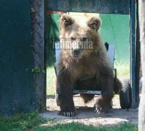 Ενας υδραυλικός  φτιάχνει αναπηρικά αμαξίδια για ζώα και για τον Ούσκο, τον αρκούδο του Αρκτούρου