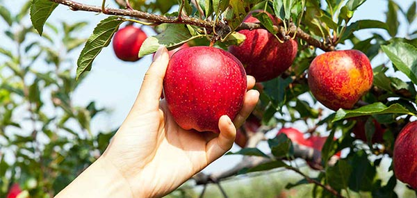Ποικιλίες μηλιάς που καλλιεργούνται στην Ελλάδα
