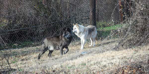 Αγέλη λύκων εμφανίστηκε μέσα στην πόλη της Φλώρινας (vid)