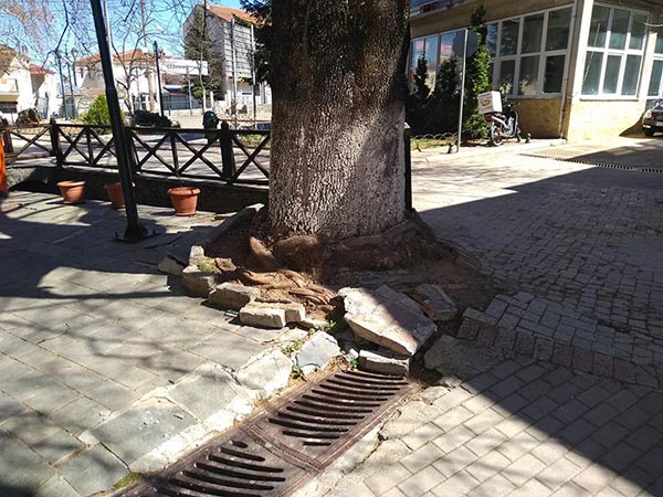 Παραμελημένος ο πλάτανος της Λευκοπηγής δίπλα σε ένα διατηρητέο μνημείο της φύσης
