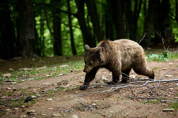 Αρκούδα επιτέθηκε σε βοσκό-Σώθηκε από θαύμα (video)