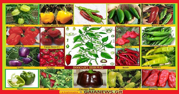 Η πιπεριά (επιστ. Ονομασία: Capsicum annuum L.)