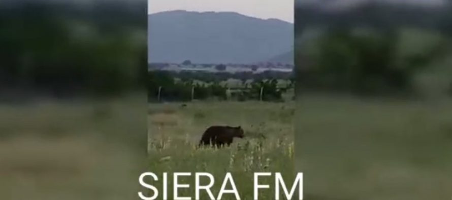 Αρκούδα 200 κιλών κόβει βόλτες στο δημαρχείο Ασκίου