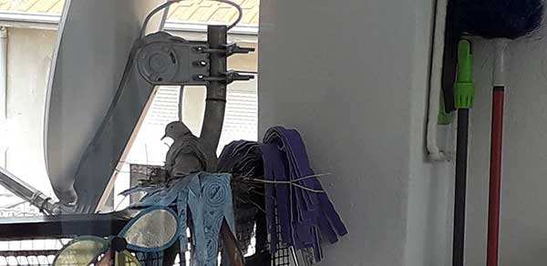 Μια φωλιά σε μπαλκόνι της Κοζάνης ανάμεσα σε σφουγγαρίστρες