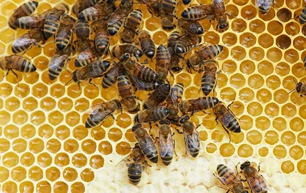 Π.Ε. Γρεβενών: Προστασία των Μελισσιών από τούς ψεκασμούς