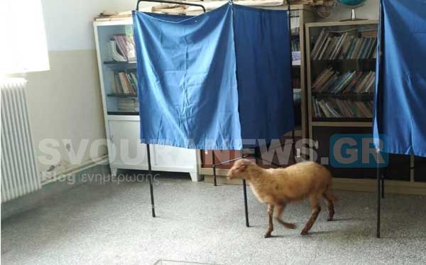 Μπε… «δαγκωτό»: Πρόβατο πήγε να ψηφίσει στην Αγία Κυριακή