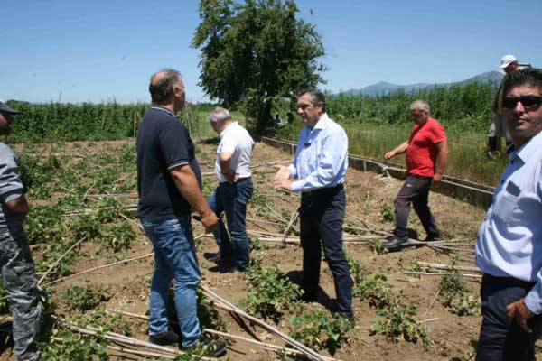 Τεράστιες ζημιές στη φασολοκαλλιέργεια των Πρεσπών