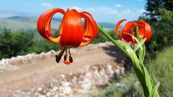 O κόκκινος κρίνος, ένα σπάνιο φυτό στα ορεινά της Δυτικής Μακεδονίας