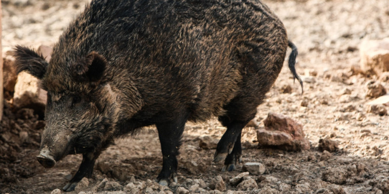 Σοβαρός τραυματισμός κυνηγού στην Ελασσόνα – Προσπάθησε να βγάλει αγριογούρουνο από τη φωλιά του