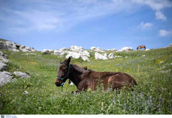 Γρεβενά: Σκότωσαν άλογο που είχε γεννήσει