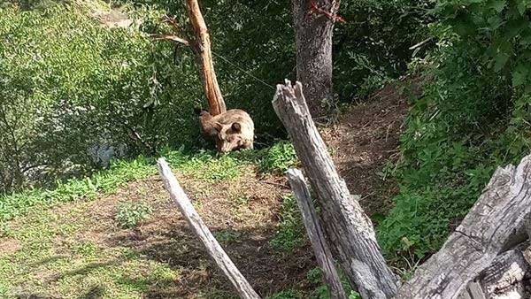Αρκουδάκι παγιδεύτηκε σε παράνομη συρμάτινη θηλιά στο Εθνικό Πάρκο Β. Πίνδου