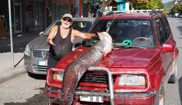 Γουλιανός “τέρας” 110 κιλών ψαρεύτηκε στα Γρεβενά!!! (εικόνες + video)