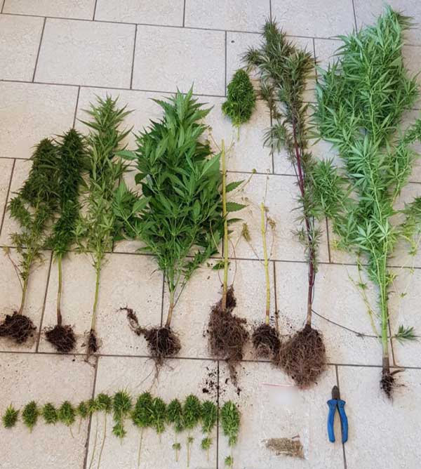 Συνελήφθη 35χρονος σε περιοχή της Εορδαίας για καλλιέργεια 8 δενδρυλλίων κάνναβης