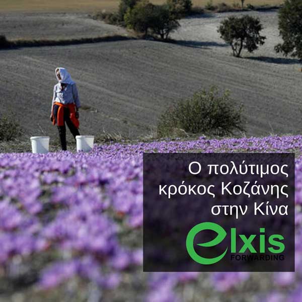 Ο κρόκος Κοζάνης ετοιμάζεται να ταξιδέψει στην Κίνα