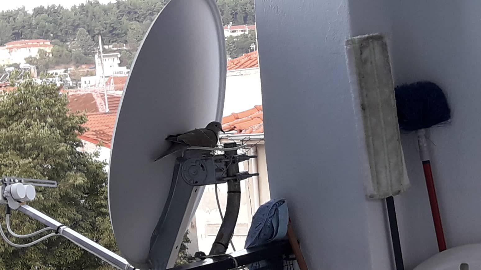 Οι δεκαοχτούρες φώλιασαν σε δορυφορικό πιάτο σε μπαλκόνι της Κοζάνης
