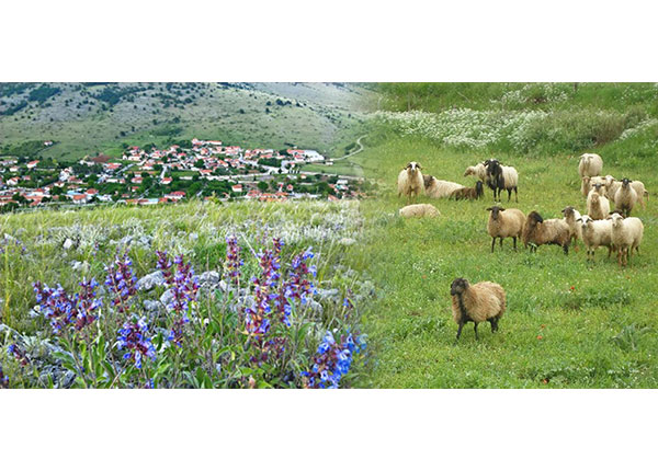 Οι κτηνοτρόφοι των Σιδερών διαμαρτύρονται για την εγκατάσταση φωτοβολταϊκών – Και ο δήμος παραχωρεί τις εκτάσεις για την κατασκευή του …