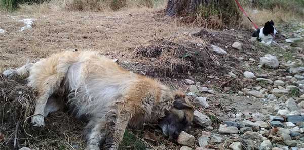 Μαζικά κρούσματα φόλας: Τουλάχιστον 50 σκυλιά νεκρά στην περιοχή Αμύνταιου – Φλώρινας