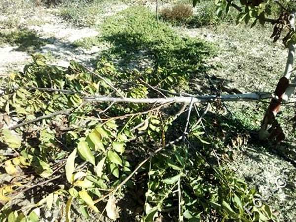 Καστοριά: Εκτεταμένες καταστροφές σε φυτώριο με καρυδιές από αρκούδα (φωτογραφίες – δηλώσεις)