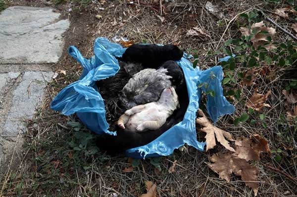 Καστοριά: Πέταξε σε κάδο σκουπιδιών σακούλα με 6 ζωντανά σκυλάκια και δύο νεκρές κότες (φωτογραφίες)