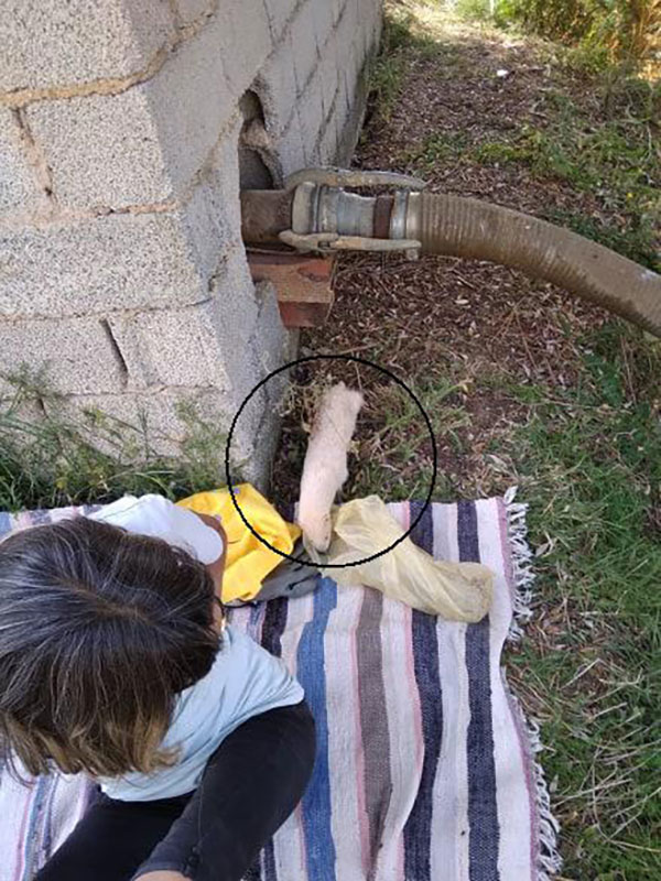 Αδέσποτο μινγκ σκόρπισε τρόμο και πανικό στην Φλώρινα