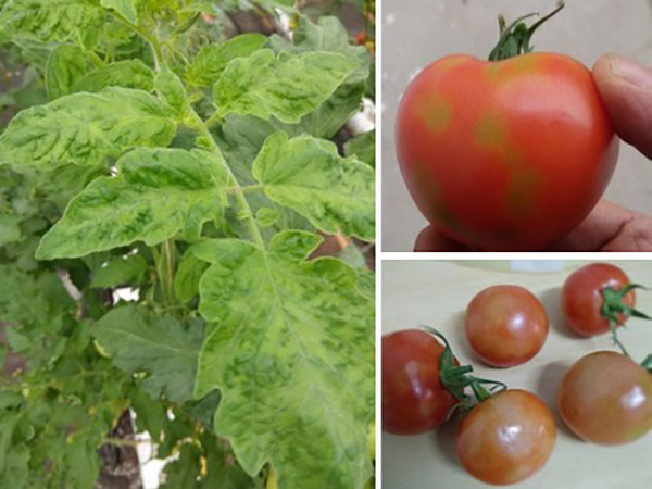 Ενημέρωση για τον επιβλαβή οργανισμό “Ιός της καστανής ρυτίδωσης των καρπών της τομάτας” (Tomato Brown Rugose Fruit Virus – ToBRFV)