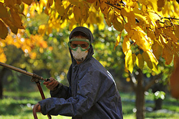 Εργασίες φυτοπροστασίας σε δένδρα στην πόλη της Κοζάνης