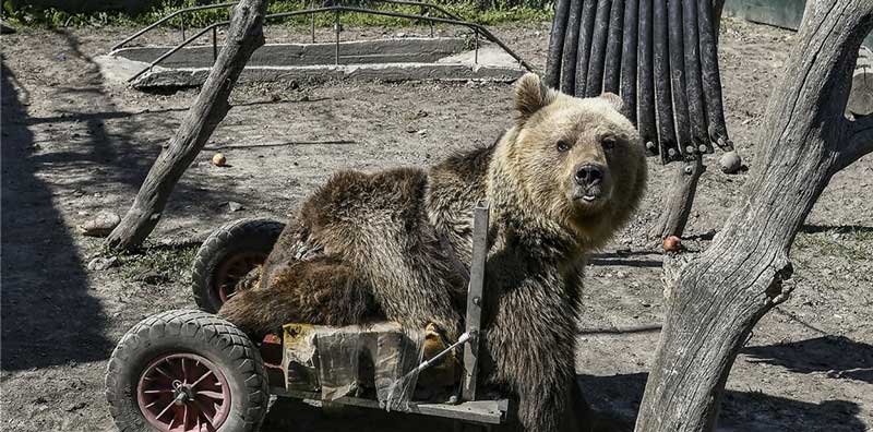 O Ούσκο, η πρώτη αρκούδα που κινείται με αναπηρικό αμαξίδιο, δεν βρίσκεται στη ζωή