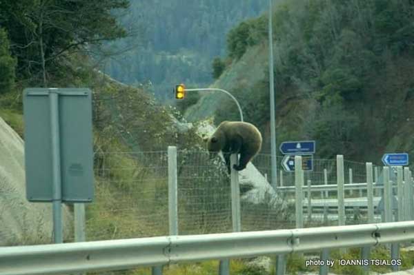 Η φωτογραφία της ημέρας: Μια αρκούδα προσπαθεί να περάσει την Εγνατία