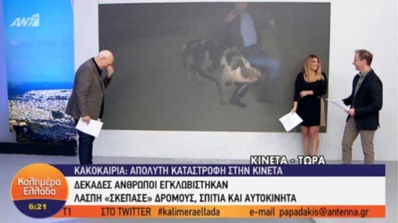 Γουρούνι δάγκωσε ρεπόρτερ του Παπαδάκη on air – Ούρλιαζε ο δημοσιογράφος