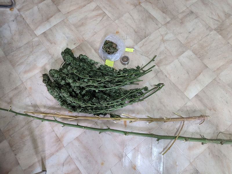 Σύλληψη 64χρονου για καλλιέργεια δενδρυλλίων κάνναβης και κατοχή ναρκωτικών