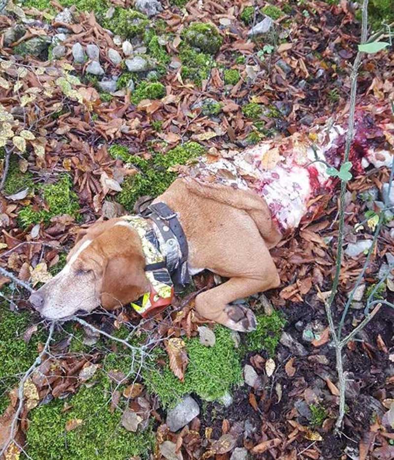 Σκυλί κυνηγού της Κοζάνης δέχτηκε θανατηφόρα επίθεση από αγέλη τριών λύκων