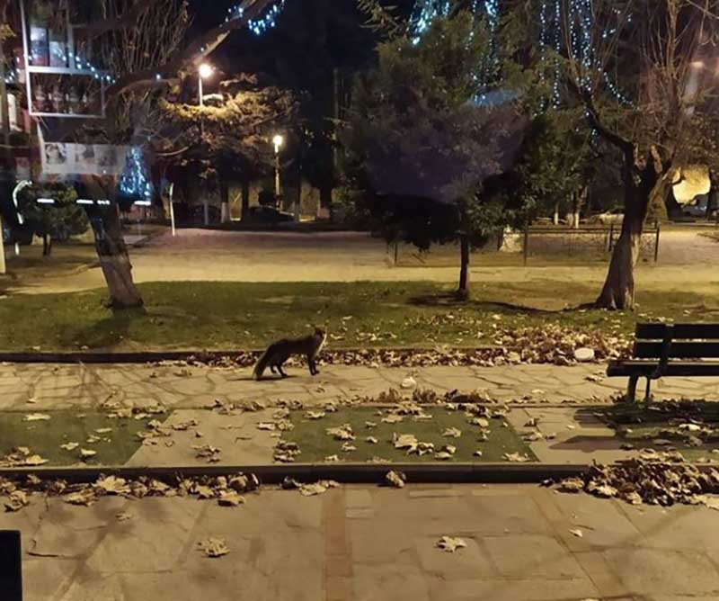 Μια αλεπού στη βόρεια παραλία της λίμνης Καστοριάς