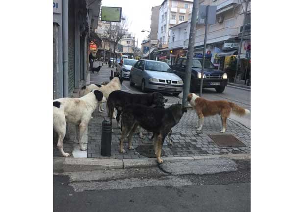 Η φωτογραφία της ημέρας: Φράγμα με αδέσποτα  στην Παύλου Μελά
