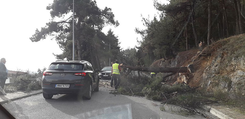 Κοπή επικίνδυνων δέντρων στο Ξενία