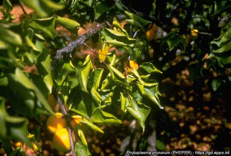 Παρουσία του επιβλαβούς οργανισμού Apricot cholotic leafroll mycoplasma στην Ελλάδα / Νέα Ποτίδαια  της Π.Ε. Χαλκιδικής – Λήψη Μέτρων