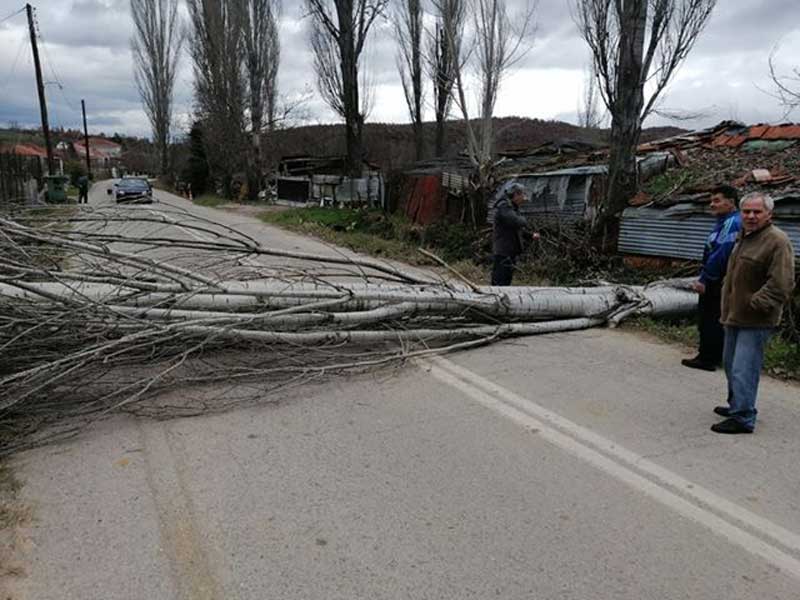 Πτώση μεγάλης λεύκας επί της δημοσιάς εντός του οικισμού του Μικροβάλτου – Κοπή καλωδίων της ΔΕΗ