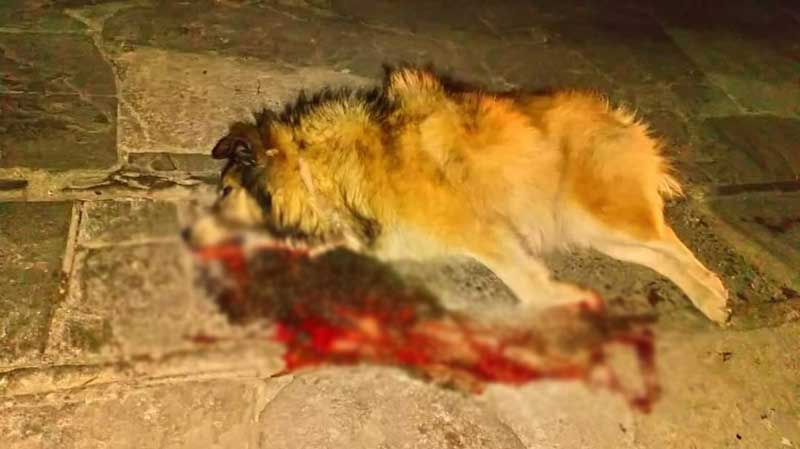 Βρέθηκε νεκρό σκυλί στη Σιάτιστα …νέες φόλες από ασυνείδητους!