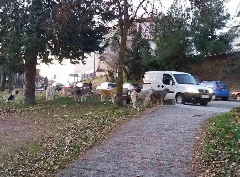 Ανεξέλεγκτη η κατάσταση με τα αδέσποτα στην πόλη της Κοζάνης