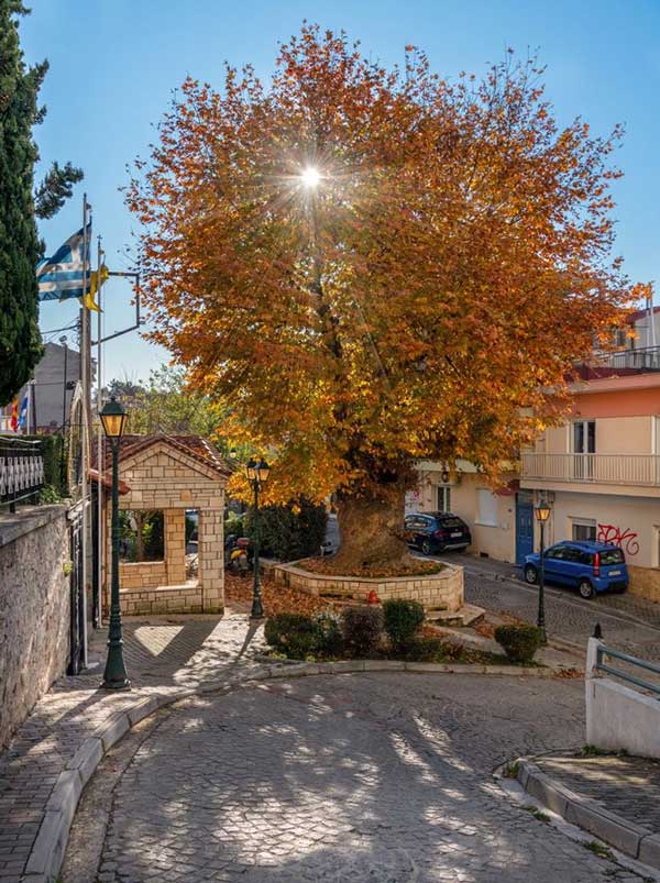 Φωτογραφία της ημέρας: Κοζάνη, Άγιοι Ανάργυροι…του Argiris Karamouzas