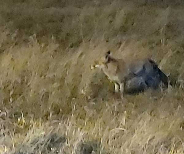 Αλεπού στην πόλη της Κοζάνης, κάτι… συνηθισμένο!