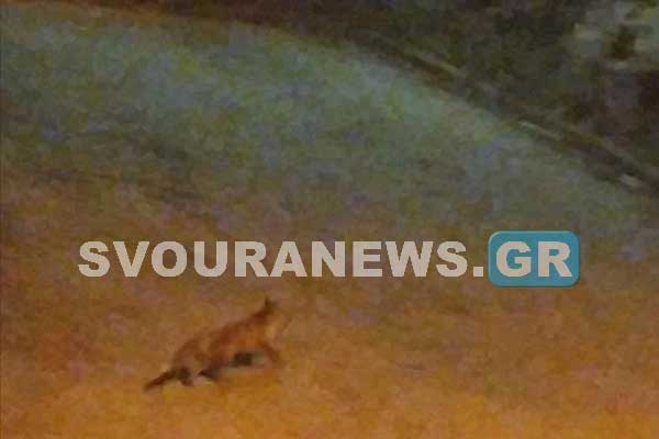 Διάθεση για βραδινό θέατρο είχε μια αλεπού στην Καστοριά