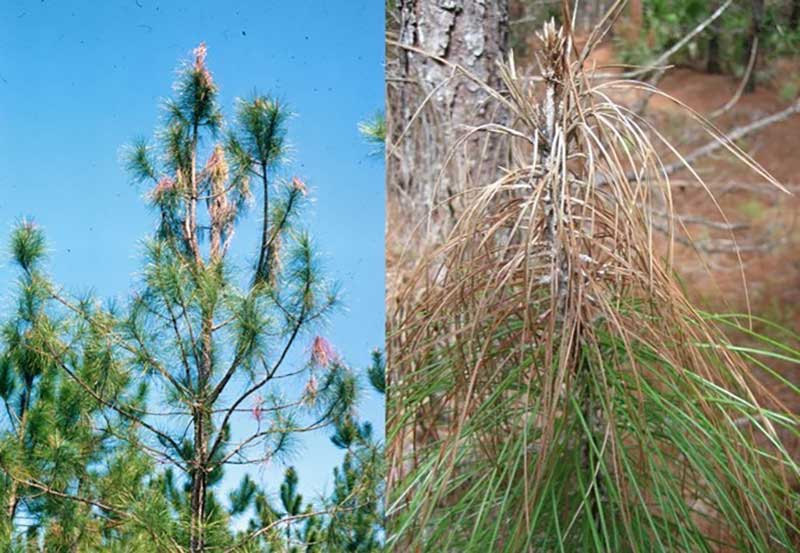 Ενημέρωση για τον επιβλαβή οργανισμό Fusarium circinatum & O’Donell