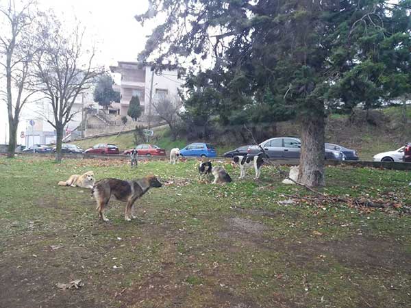 Αγέλη οκτώ αδέσποτων στον παιδικό σταθμό του Νιάημερου εμποδίζει την έλευση στον χώρο